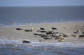 Strand zeehonden texel vakantiehuisje huren